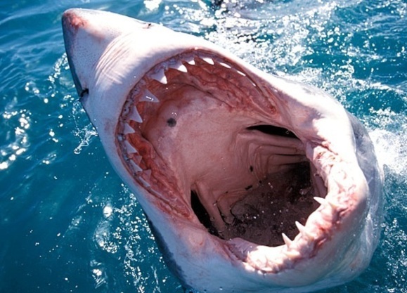 Warmwater shark runs aground on English channel coastline Warmwater shark runs aground on English channel coastline