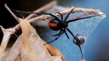 Spider bites Australian man on penis again Spider bites Australian man on penis again