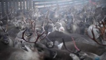 A reindeer's perilous journey in Swedish Lapland A reindeer's perilous journey in Swedish Lapland