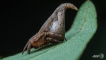 Indian scientists name new spider after Harry Potter hat Indian scientists name new spider after Harry Potter hat