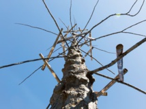 Penone's trees planted in Rome's art landscape Penone's trees planted in Rome's art landscape