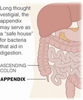 Helpful Bacteria May Hide in Appendix