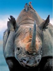 He's black, and he's back! Private enterprise saves southern Africa's rhino from extinction He's black, and he's back! Private enterprise saves southern Africa's rhino from extinction