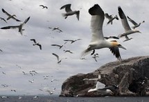 Bird's-eye view: an exhilarating wildlife experience Bird's-eye view: an exhilarating wildlife experience