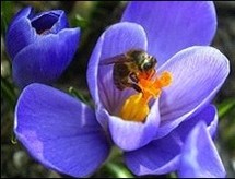 Busy and valuable: Bees are worth 220 billion dollars a year