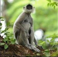 Sri Lanka hopes wildlife glories will attract new tourists