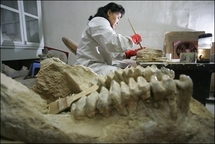 Huge dinosaur discovery in China: state media