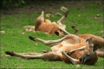 Put kangaroos, camels on Australian eco-menu: scientists