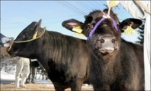 Japan scientists clone legendary bull Japan scientists clone legendary bull