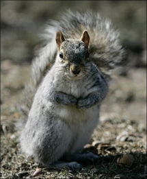 Britain nuts over squirrel flavour crisps Britain nuts over squirrel flavour crisps