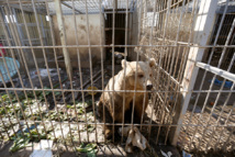 Mosul zoo lion and bear flown out of Iraq