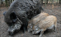 Estonia's "Boar TV" is a hit with nature lover Estonia's "Boar TV" is a hit with nature lover