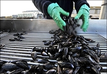 Seafood safety: scientists replicate deadly toxin