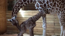 April the giraffe gives birth to calf in New York zoo April the giraffe gives birth to calf in New York zoo