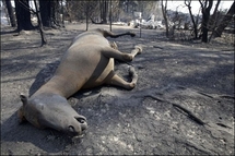 Australian wildlife devastated by fires, say carers Australian wildlife devastated by fires, say carers