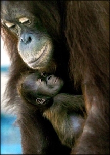 Gene copies played key role in human-ape split: study Gene copies played key role in human-ape split: study