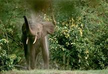 African forests gobble up more CO2: study African forests gobble up more CO2: study