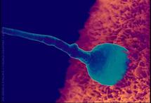 US sperm bank offers stimulus deals US sperm bank offers stimulus deals