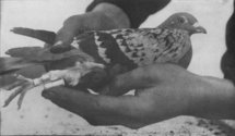 Carrier pigeons fly cellphones to prisoners in Brazil Carrier pigeons fly cellphones to prisoners in Brazil