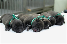 SKorean researchers clone glowing puppies
