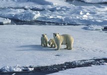 700 kids from 29 countries bid to resolve climate woes