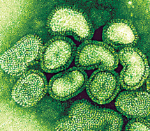 Mexico to skip China food expo over swine flu Mexico to skip China food expo over swine flu