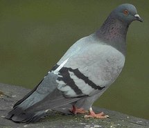 Pigeons have eye for paintings: Japan study Pigeons have eye for paintings: Japan study