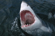 Hollywood seeks to scare new generation with shark thriller Hollywood seeks to scare new generation with shark thriller
