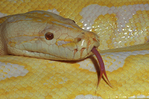Escaped python strangles US toddler
