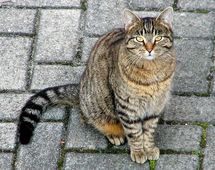 Cats purrfect the art of getting what they want Cats purrfect the art of getting what they want