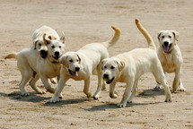 South Korean customs deploy six cloned sniffer dogs