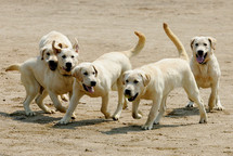 South Korean customs deploy six cloned sniffer dogs South Korean customs deploy six cloned sniffer dogs