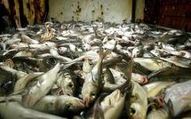 Fish are shrinking in response to global warming Fish are shrinking in response to global warming