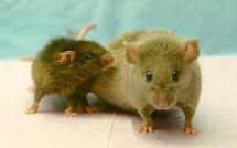 Japanese researchers 'grow' teeth in mice