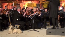 Turkish dog steals hearts at classical concert Turkish dog steals hearts at classical concert