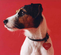 New York painter barks for art