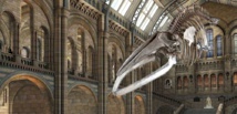 'Hope' the whale replaces 'Dippy' as London museum's skeleton star 'Hope' the whale replaces 'Dippy' as London museum's skeleton star