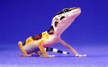 Detached gecko tails dance to their own tune Detached gecko tails dance to their own tune