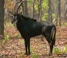 Once feared extinct, Angolan sable wins new hope for survival