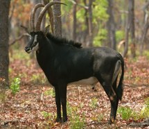 Once feared extinct, Angolan sable wins new hope for survival Once feared extinct, Angolan sable wins new hope for survival