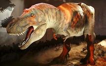 Tyrannosaurus rex was one sick puppy: study Tyrannosaurus rex was one sick puppy: study