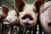US sees millions of swine flu cases, over 1,000 deaths