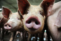 US sees millions of swine flu cases, over 1,000 deaths US sees millions of swine flu cases, over 1,000 deaths
