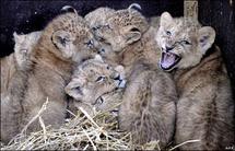 Man-eating lions of Tsavo less voracious than thought: study Man-eating lions of Tsavo less voracious than thought: study