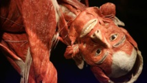 Museum of plastinated human bodies can stay open, Berlin court rules