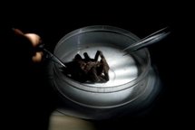 Pet tarantula makes eye contact with owner Pet tarantula makes eye contact with owner