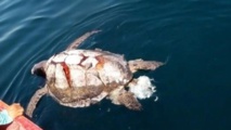 Hundreds of turtles die of microalgae poisoning off El Salvador