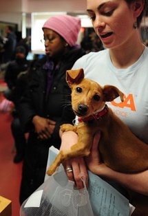 Chihuahua 'Bepop' carried by ASPCA employee Marni Nofi, to be given to new owner Alexandra Harry