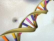 An illustration showing the DNA double helix (AFP/HO/File) An illustration showing the DNA double helix (AFP/HO/File)