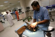 A nurse prepares a falcon for an operation at the Abu Dhabi Falcon Hospital (ADFH) A nurse prepares a falcon for an operation at the Abu Dhabi Falcon Hospital (ADFH)